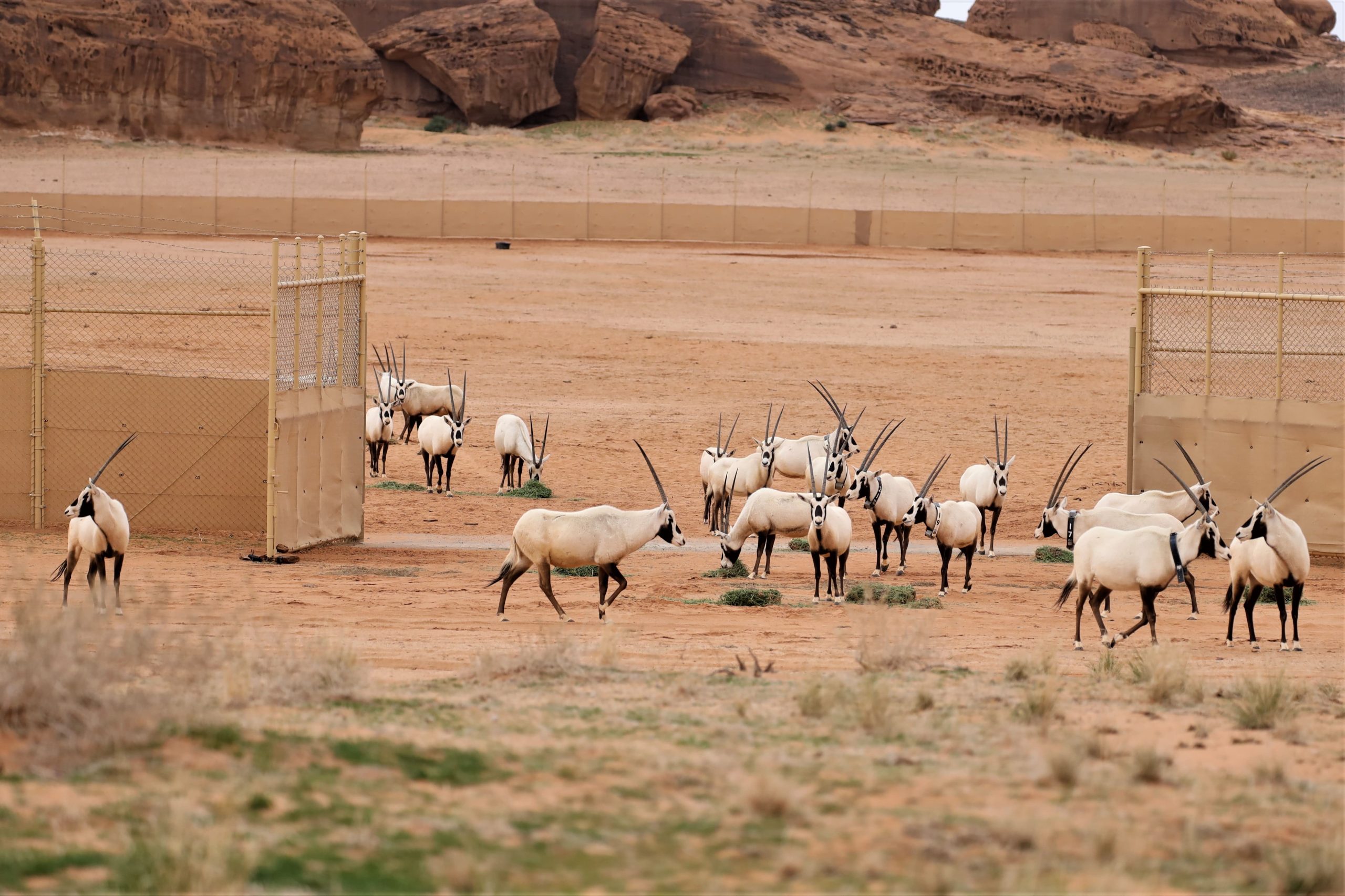 Arabian Oryxes released into Sharaan Nature Reserve in AlUla County Saudi Arabia on January 10 2023 Photo credit Iain Stewart min scaled 11707543423