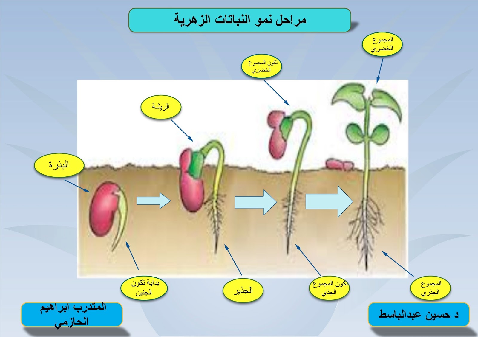 صورة21716213366