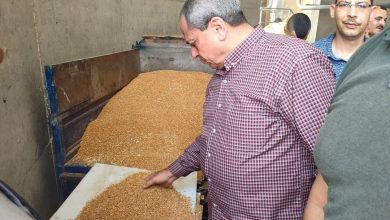 شون وصوامع المنيا تستقبل 229 ألف طن من محصول القمح1718434924